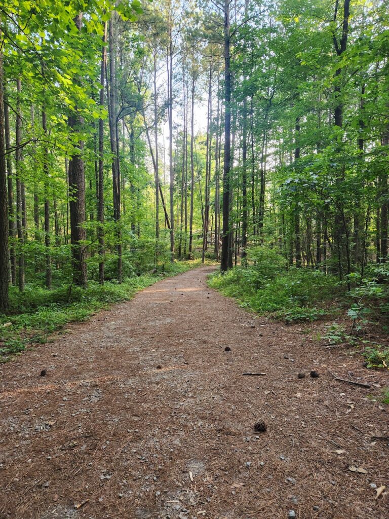 A hiking trail covering in pine needles and twigs winding through a lush, green forest. 